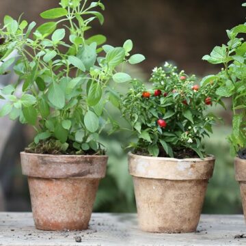 Aumenta o número de pessoas cuidando de plantas em casa!