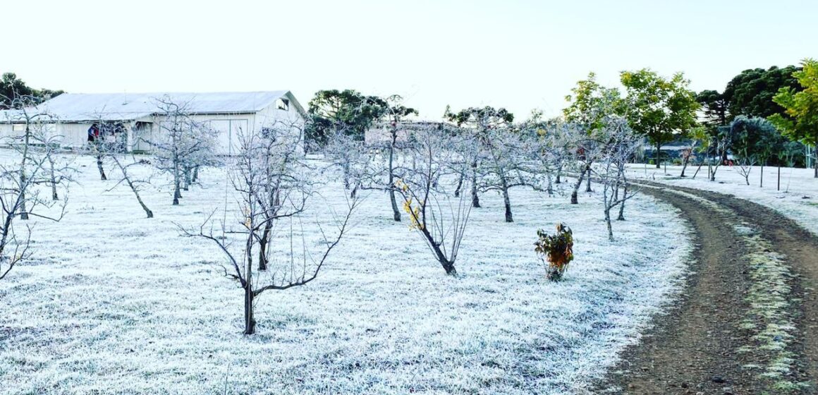 Frio garante boa safra de vinhos para o próximo ano