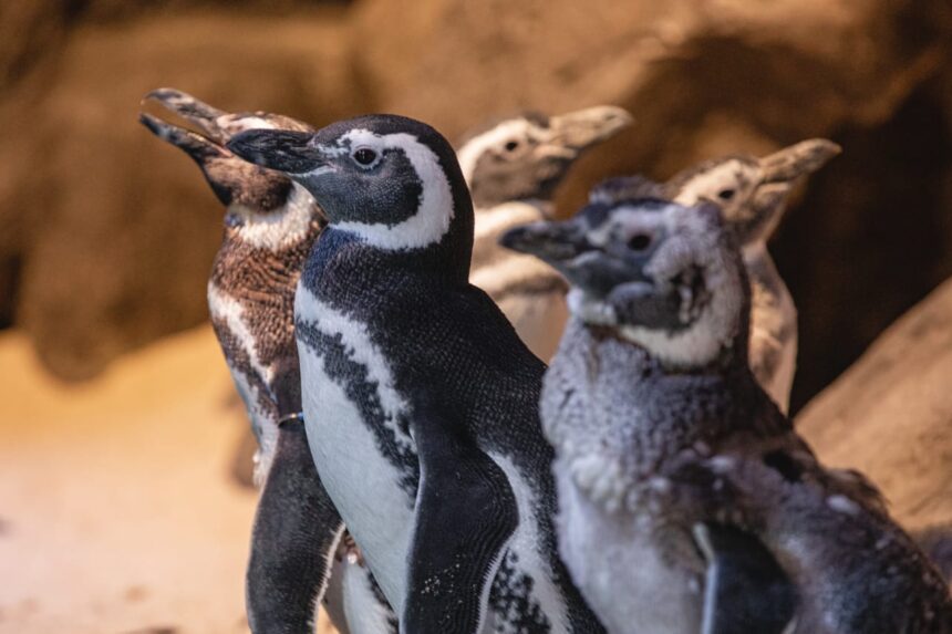 Mês das Mães tem super promoção no Grupo Oceanic