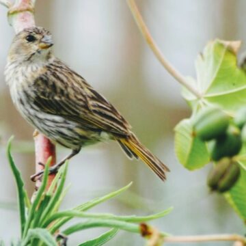 Roteiro de Observação de Aves será lançado na Costa Verde & Mar