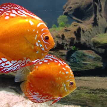 Curta o feriadão de Corpus Christi nas atrações do Grupo Oceanic