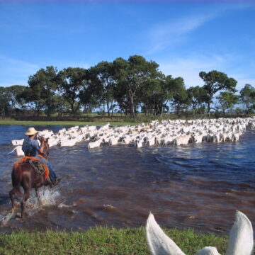 Mato Grosso do Sul recebe primeira edição do Pantanal Meat Festival Mato Grosso do Sul recebe primeira edição do Pantanal Meat Festival