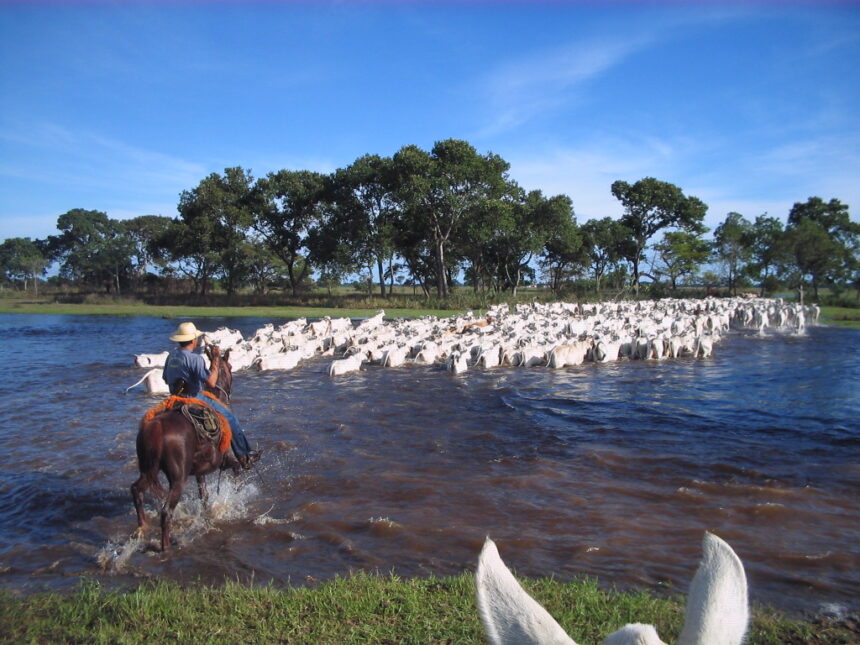 Mato Grosso do Sul recebe primeira edição do Pantanal Meat Festival