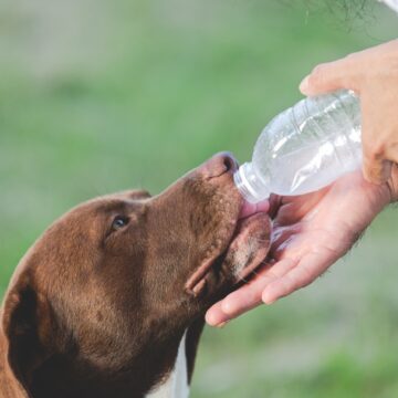 Excesso de calor pode colocar a vida de cães e gatos em risco