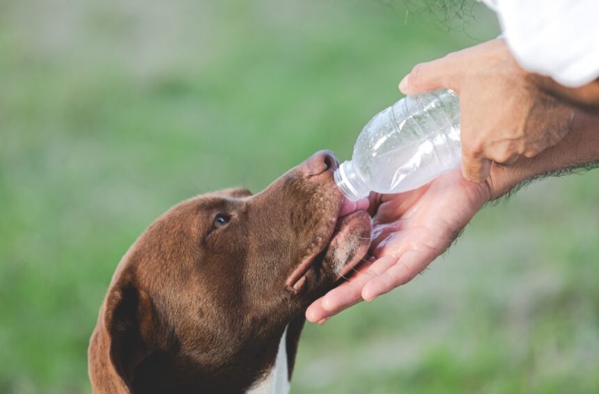 Excesso de calor pode colocar a vida de cães e gatos em risco