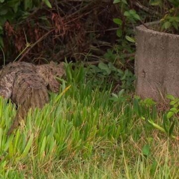 Jacaré “Juca” é tratado, recuperado e devolvido à natureza pela equipe do Oceanic Aquarium