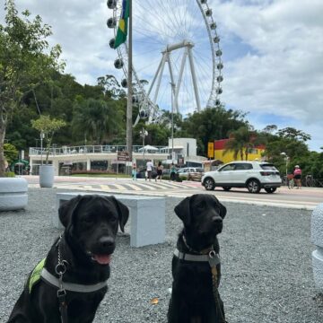 Cães guias fazem treinamento na roda gigante em Balneário Camboriú