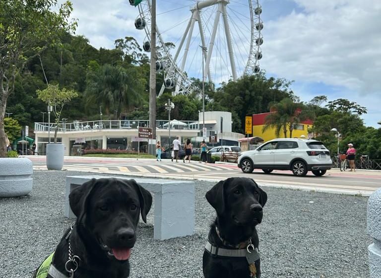 Cães guias fazem treinamento na roda gigante em Balneário Camboriú