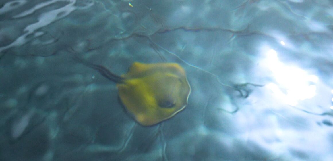 Filhotes de Raia Manteiga nascem no Oceanic Aquarium