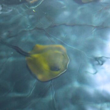 Filhotes de Raia Manteiga nascem no Oceanic Aquarium Filhotes de Raia Manteiga nascem no Oceanic Aquarium