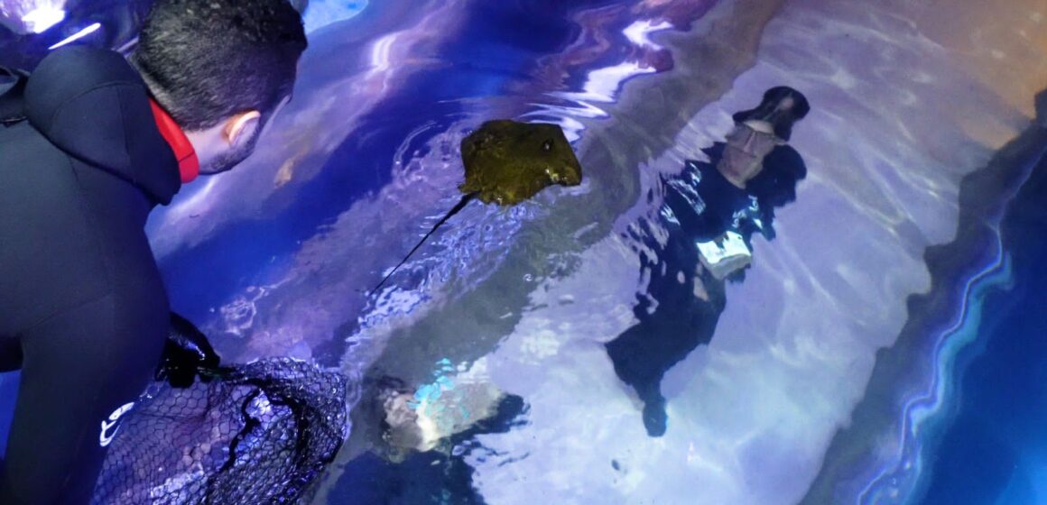 Filhotes de Raia Manteiga nascem no Oceanic Aquarium