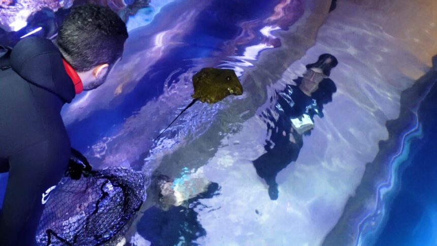 Filhotes de Raia Manteiga nascem no Oceanic Aquarium