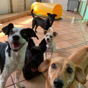 Precisa viajar e não sabe onde deixar seu cão?