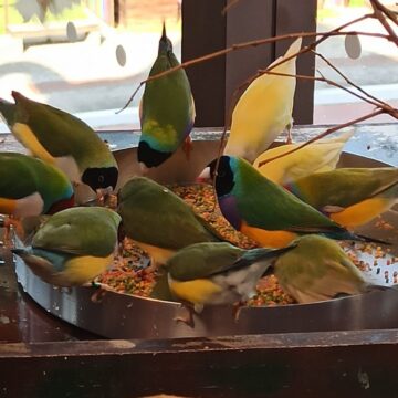 Dia das Mães Animal: mais de 250 filhotes já nasceram no Oceanic Aquarium