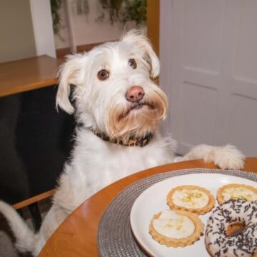 Estudo indica que 14% dos cães e gatos possuem diabetes