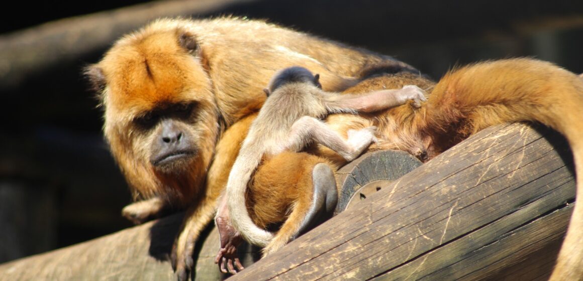 Bioparque Zoo Pomerode registra um marco: o nascimento de Bugio-preto