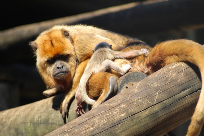 Bioparque Zoo Pomerode registra um marco: o nascimento de Bugio-preto