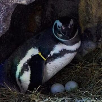 Casal de pinguins, do aquário de Balneário Camboriú, espera dois filhotes