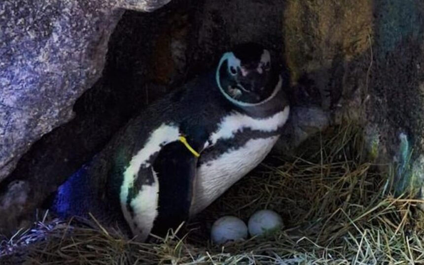 Casal de pinguins, do aquário de Balneário Camboriú, espera dois filhotes