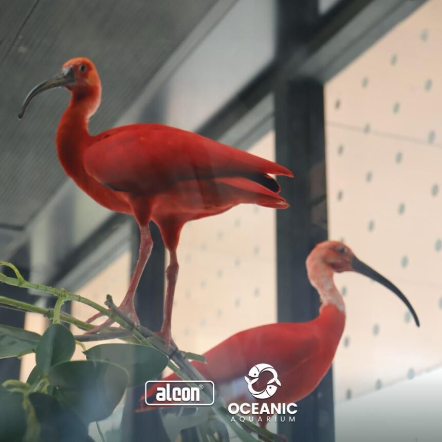 Oceanic Aquarium, em Balneário Camboriú, inaugura dois novos habitats