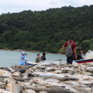 Do mar à mesa: a temporada da tainha e a gastronomia de Balneário Camboriú