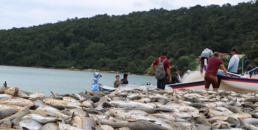 Do mar à mesa: a temporada da tainha e a gastronomia de Balneário Camboriú