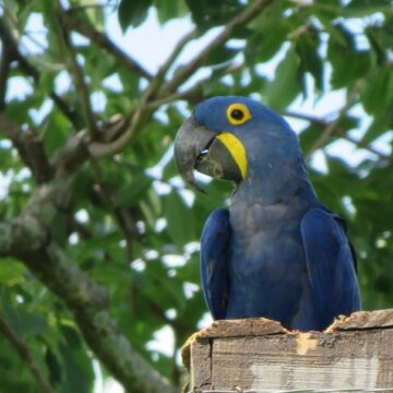 Grife catarinense adota ninhos de Arara Azul em extinção no Brasil