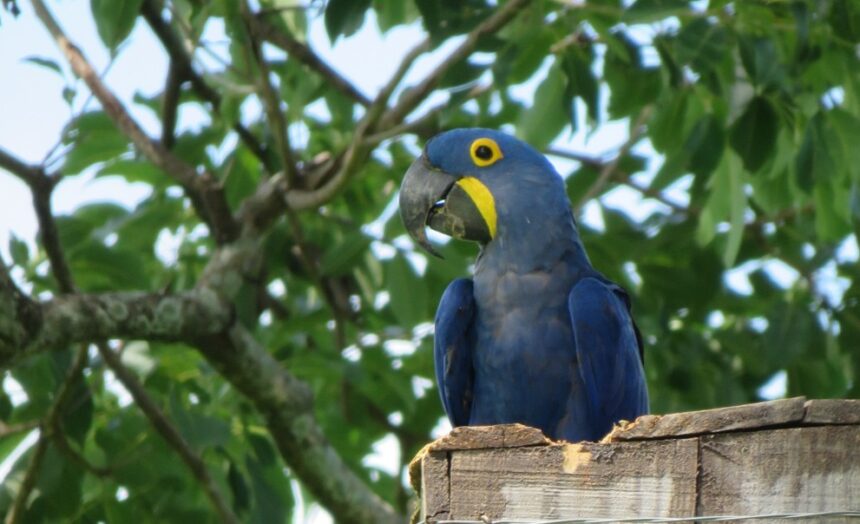 Grife catarinense adota ninhos de Arara Azul em extinção no Brasil Grife catarinense adota ninhos de Arara Azul em extinção no Brasil