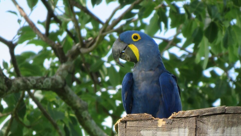 Grife catarinense adota ninhos de Arara Azul em extinção no Brasil