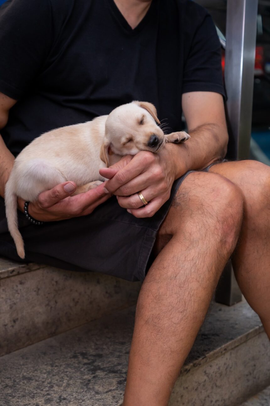 Balneário Shopping realiza feira de adoção de Pet, em parceria com a ONG Defesa Animal Balneário Shopping realiza feira de adoção de Pet, em parceria com a ONG Defesa Animal