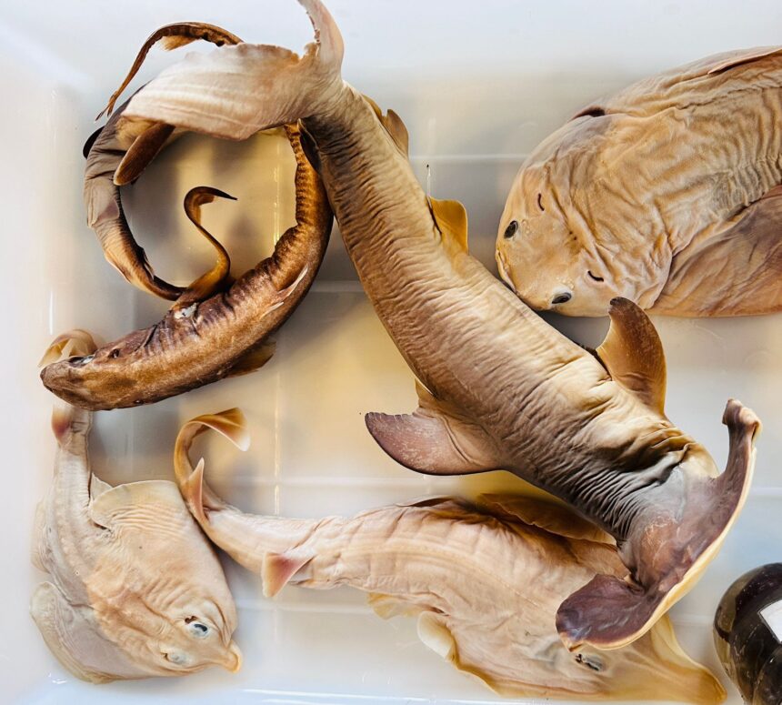 Semana do Meio Ambiente tem exposições no Oceanic Aquarium