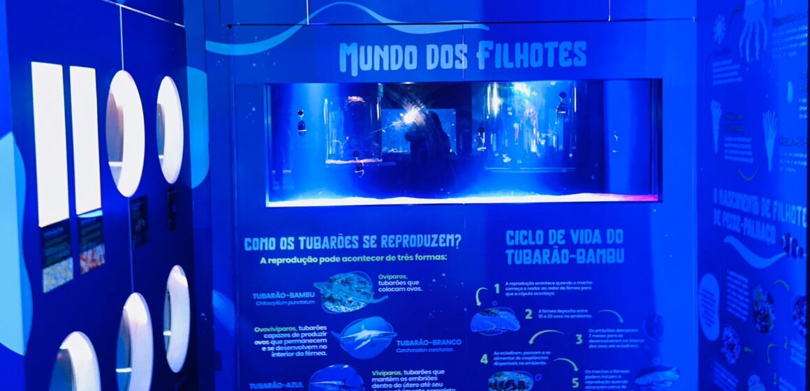 Aquário com filhotinhos de espécies marinhas encanta visitantes