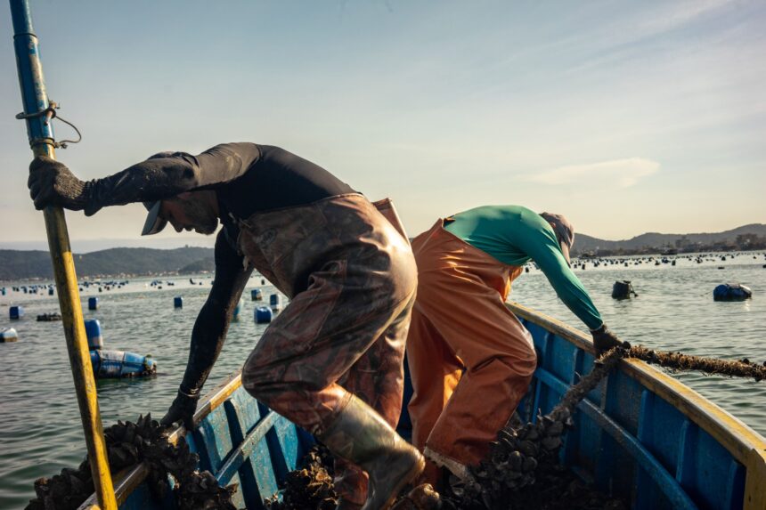 Projeto fotodocumental registra o trabalho de maricultores de Bombinhas