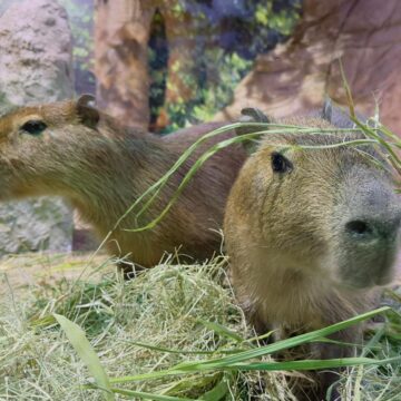 Capivaras são as novas moradoras do Oceanic Aquarium