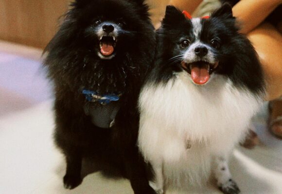 Encontro de Lulus da Pomerânia em Itajaí promete alegria e interação entre pets e tutores