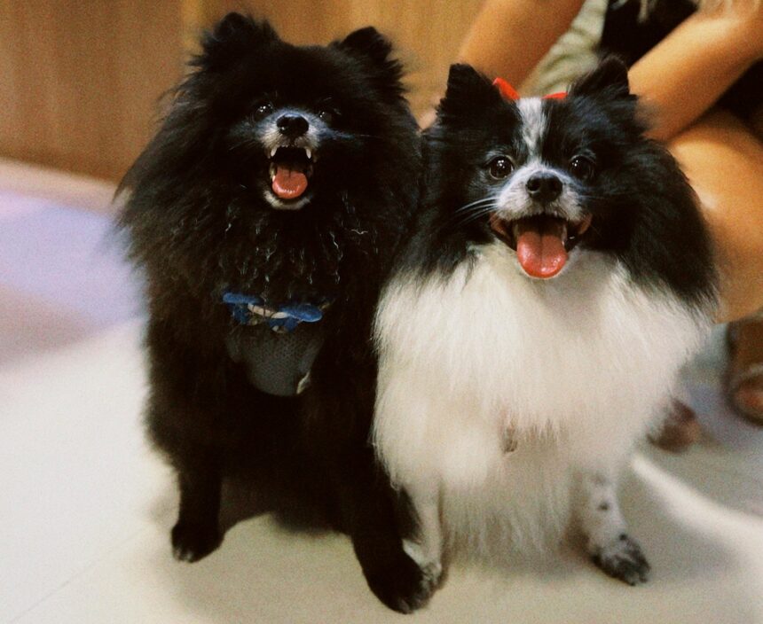 Encontro de Lulus da Pomerânia em Itajaí promete alegria e interação entre pets e tutores
