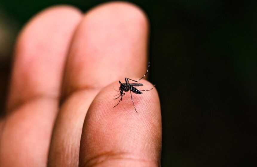 CASOS DE DENGUE DEVEM AUMENTAR AINDA MAIS NESTE VERÃO