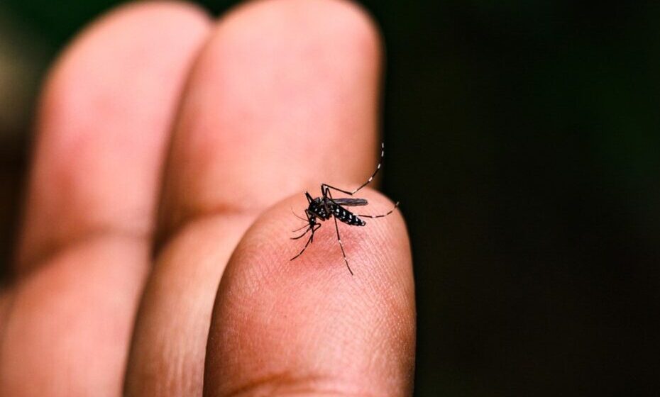 CASOS DE DENGUE DEVEM AUMENTAR AINDA MAIS NESTE VERÃO