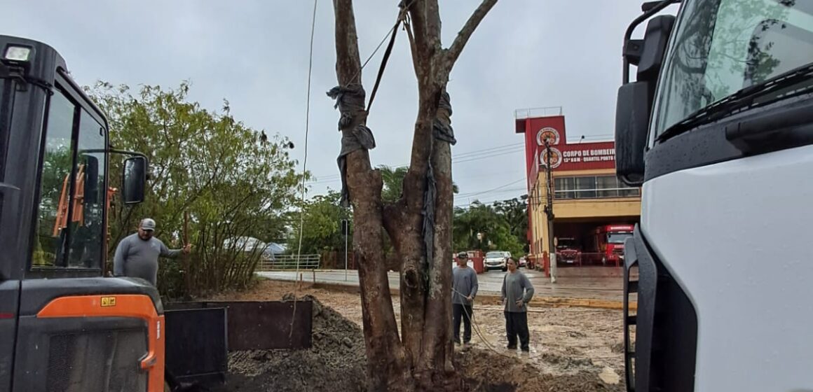 Construtora transplanta figueira nativa de área de obra para praça pública