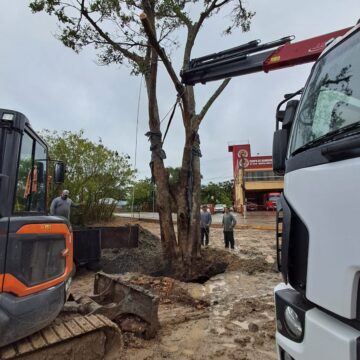 Construtora transplanta figueira nativa de área de obra para praça pública