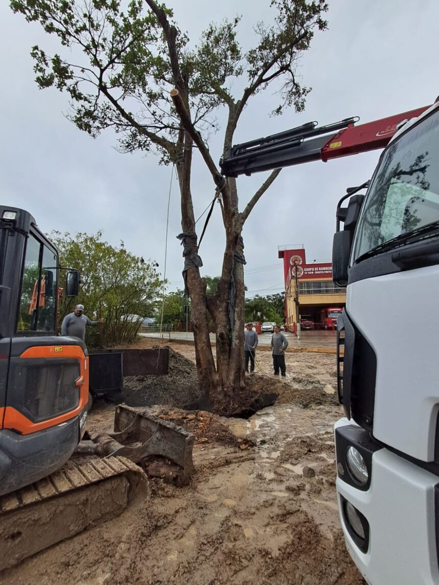 Construtora transplanta figueira nativa de área de obra para praça pública