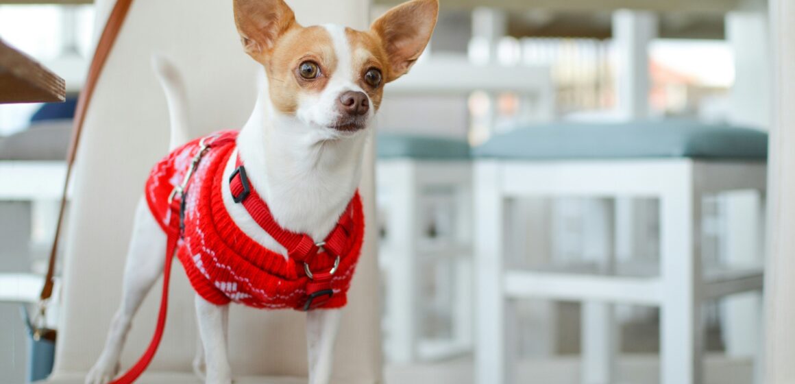 1º Encontro de Chihuahuas do Sul do país acontece na Praia Brava de Itajaí