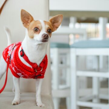 1º Encontro de Chihuahuas do Sul do país acontece na Praia Brava de Itajaí