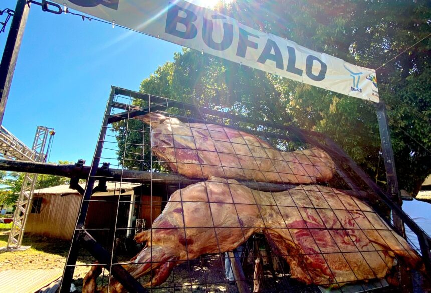 Festival na Serra Catarinense terá assado de carcaça inteira de búfalo como atração