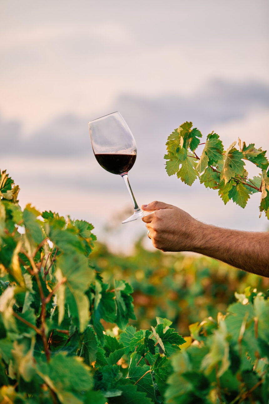 Conheça a versatilidade da uva Malbec, companheira perfeita para o outono