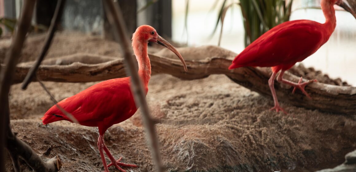 Ovos de aves e filhotes marcam a Páscoa no Oceanic Aquarium