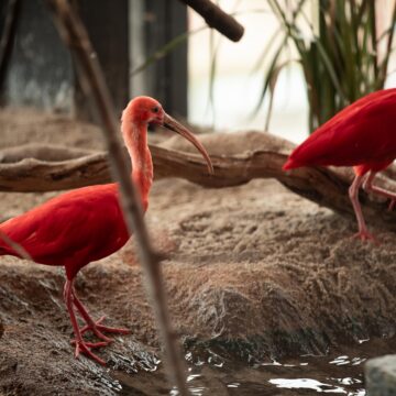 Ovos de aves e filhotes marcam a Páscoa no Oceanic Aquarium