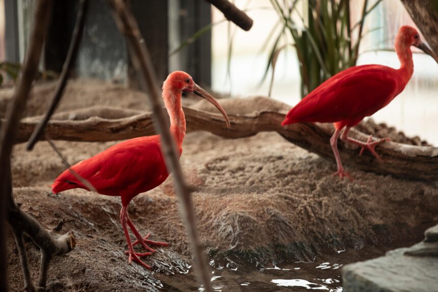 Ovos de aves e filhotes marcam a Páscoa no Oceanic Aquarium Ovos de aves e filhotes marcam a Páscoa no Oceanic Aquarium