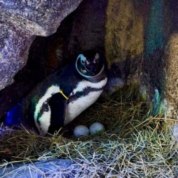 Conheça curiosidades sobre mamães do reino animal