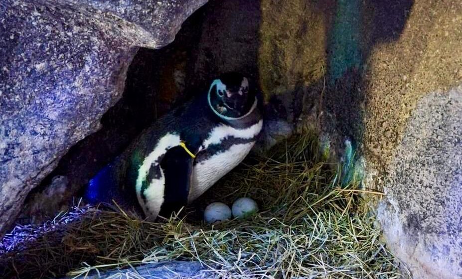 Conheça curiosidades sobre mamães do reino animal